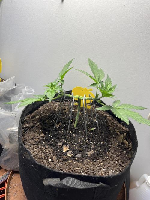 Doug’s Varin. Week 4