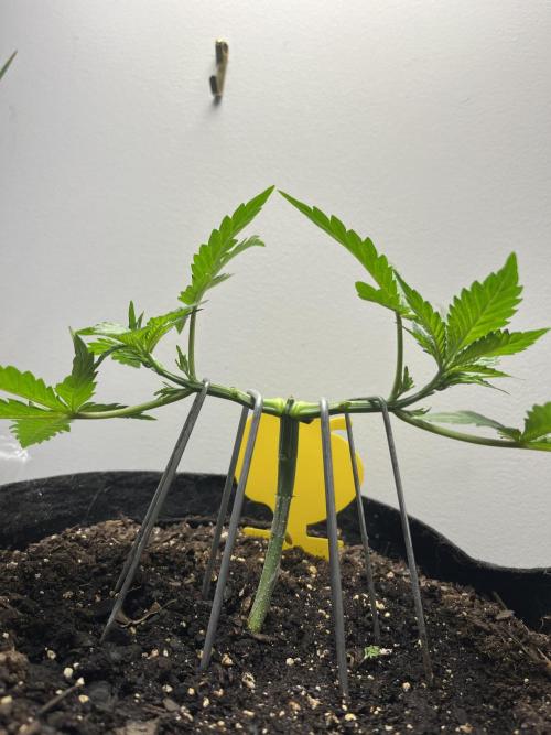 Doug’s Varin. Week 4