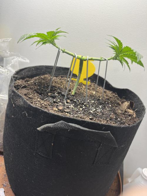 Doug’s Varin. Week 5