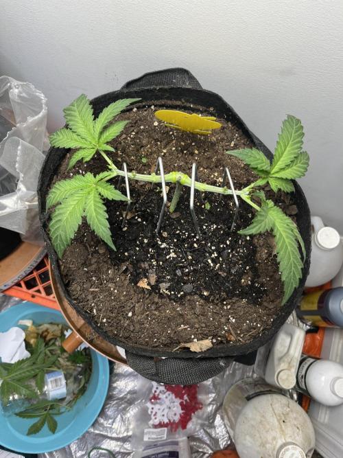 Doug’s Varin. Week 5