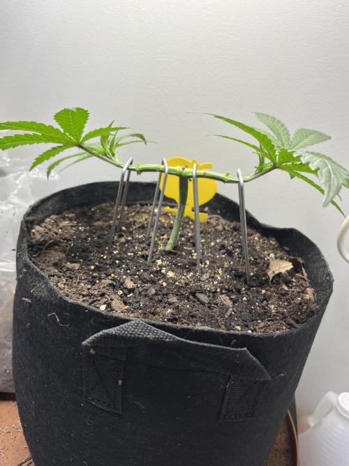 Doug’s Varin. Week 5