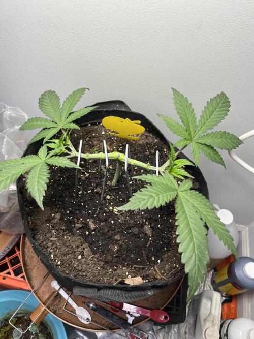 Doug’s Varin. Week 5