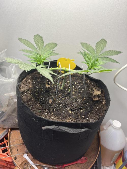 Doug’s Varin. Week 6