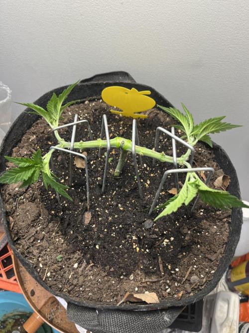 Doug’s Varin. Week 6