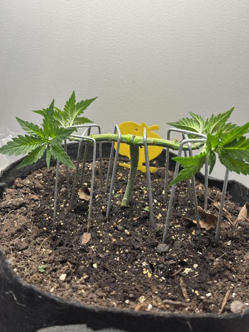 Doug’s Varin. Week 6