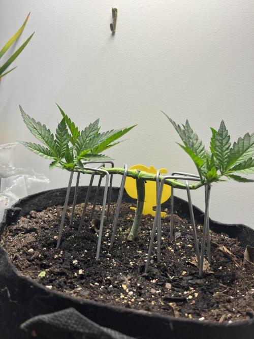 Doug’s Varin. Week 6