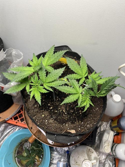 Doug’s Varin. Week 7