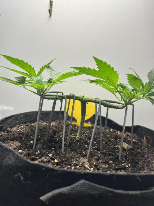 Doug’s Varin. Week 7