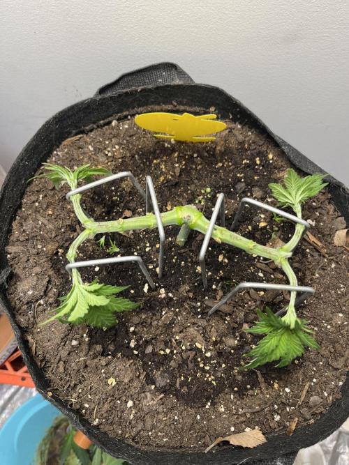 Doug’s Varin. Week 7