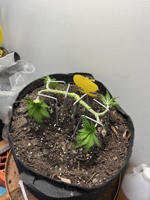 Doug’s Varin. Week 7