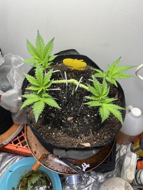 Doug’s Varin. Week 8