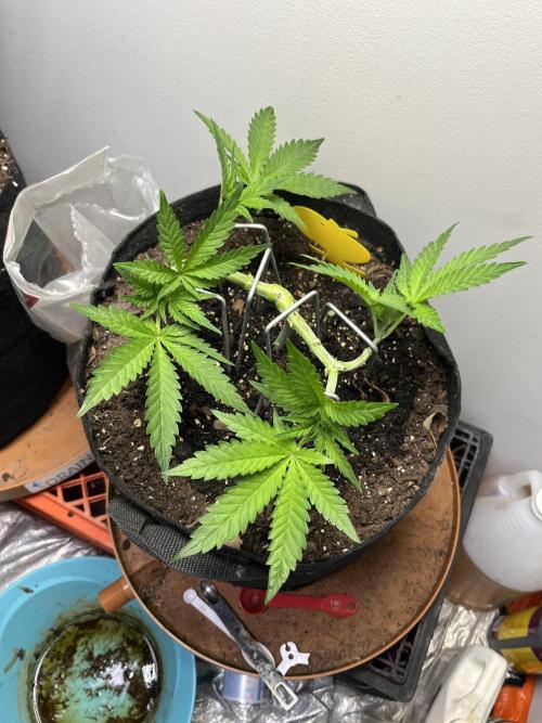 Doug’s Varin. Week 8