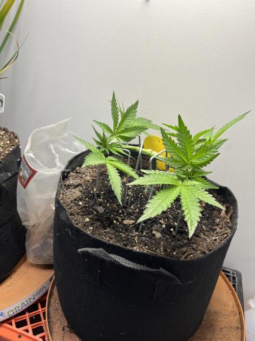 Doug’s Varin. Week 8