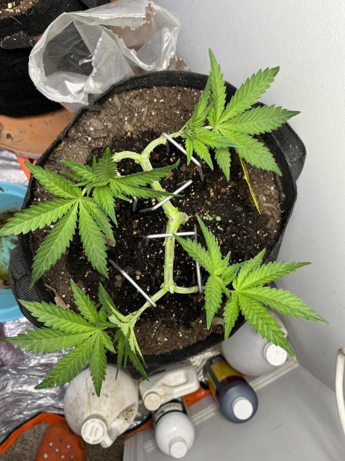 Doug’s Varin. Week 8