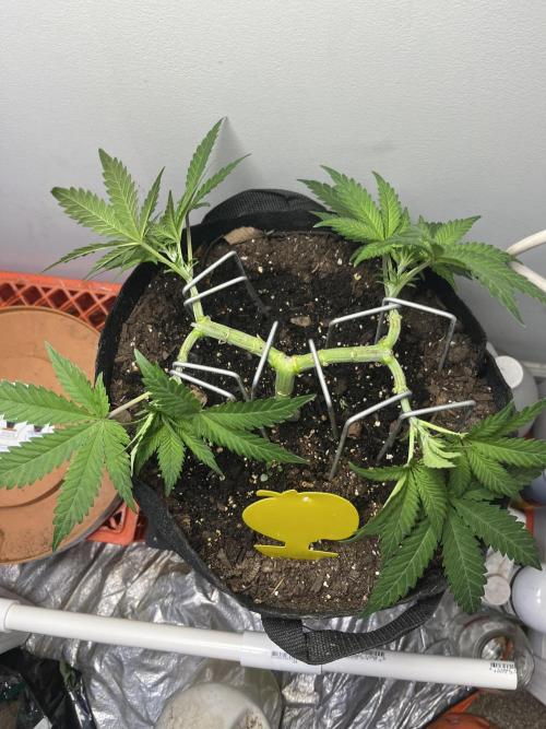 Doug’s Varin. Week 8