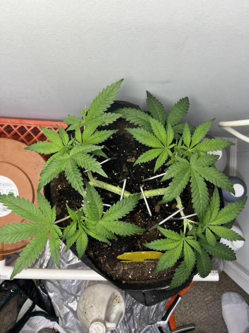 Doug’s Varin. Week 8