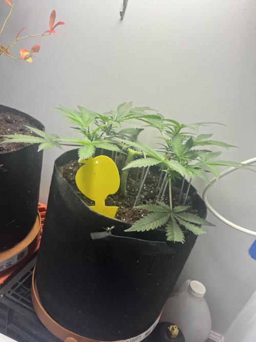 Doug’s Varin. Week 9