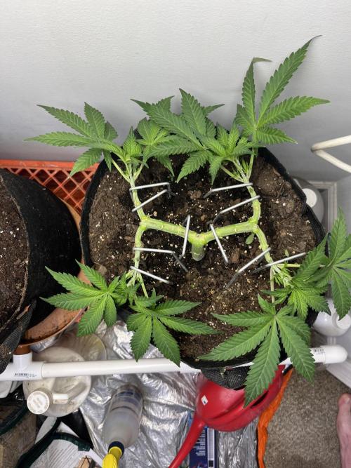 Doug’s Varin. Week 9