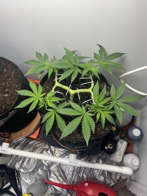 Doug’s Varin. Week 9