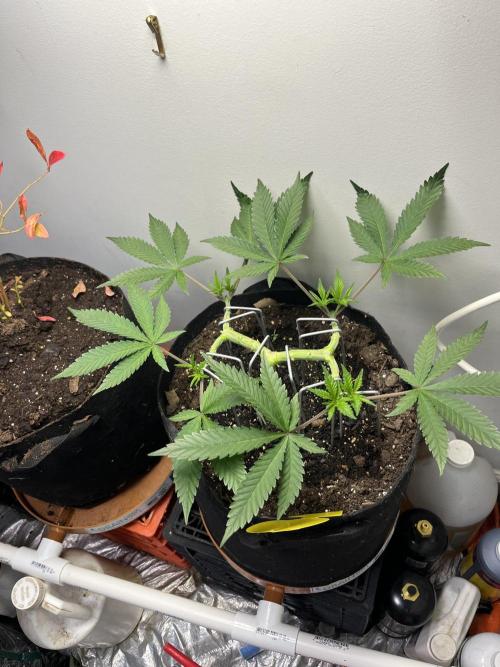 Doug’s Varin. Week 10