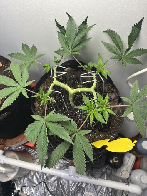 Doug’s Varin. Week 10