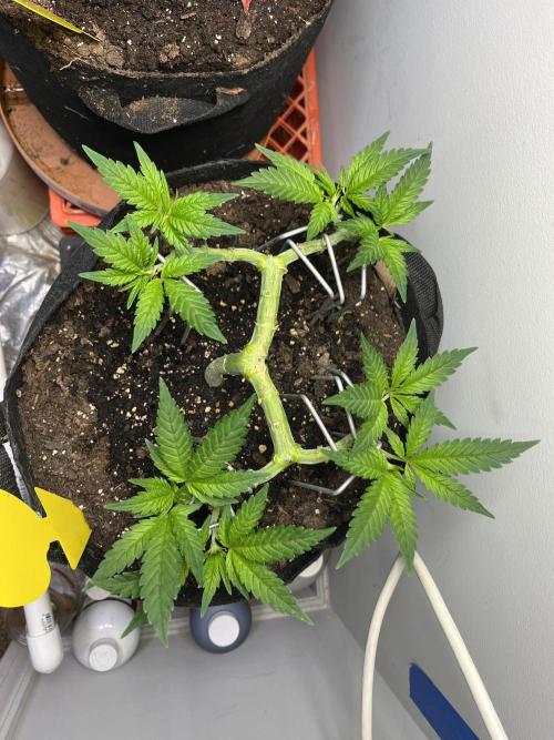 Doug’s Varin. Week 10