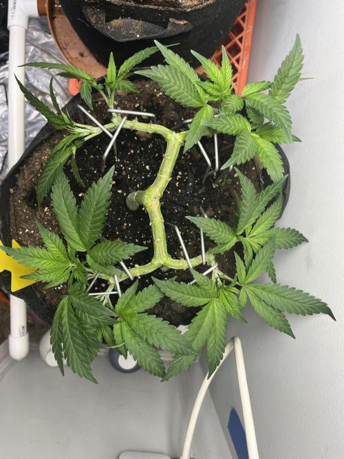 Doug’s Varin. Week 10