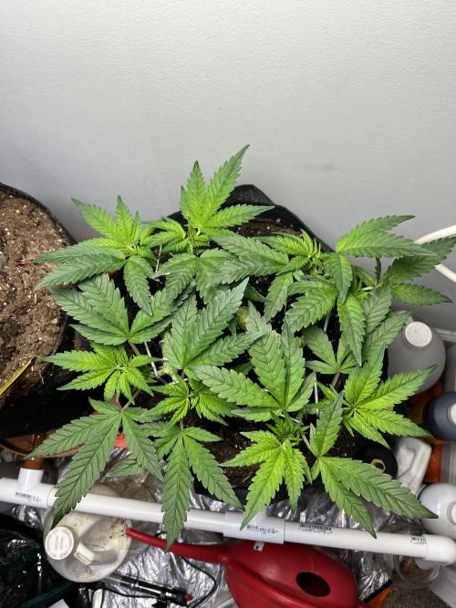 Doug’s Varin. Week 10