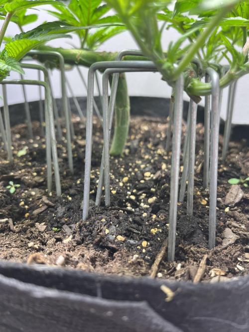 Doug’s Varin. Week 11