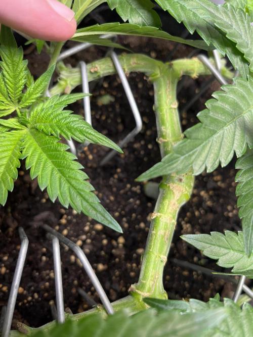 Doug’s Varin. Week 11