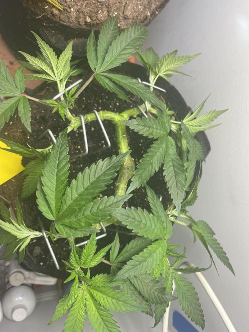 Doug’s Varin. Week 11