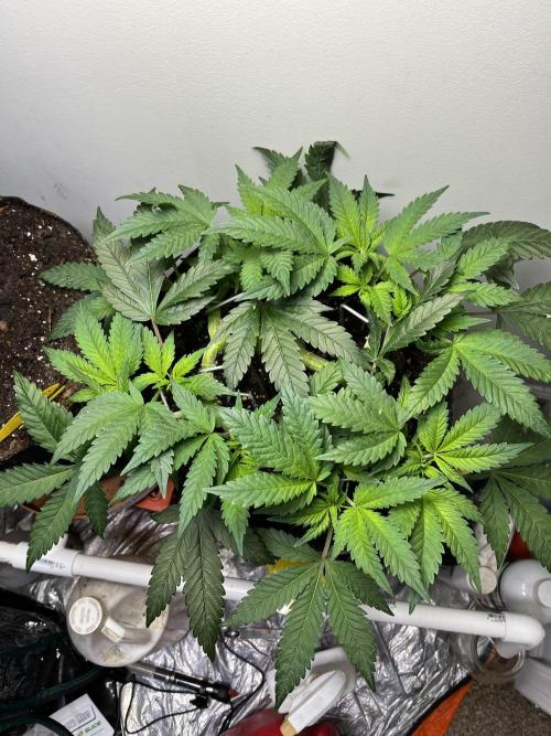 Doug’s Varin. Week 11