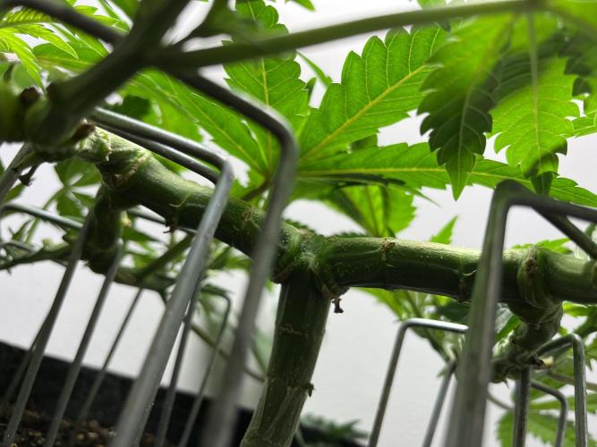 Doug’s Varin. Week 11