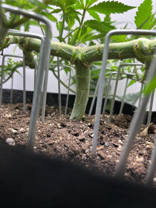 Doug’s Varin. Week 12