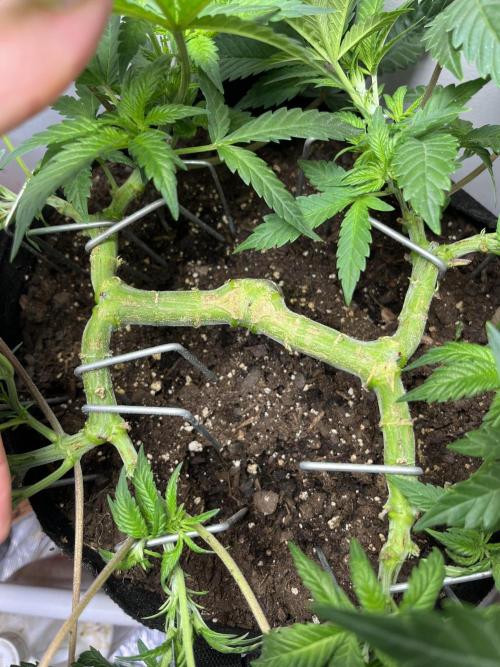 Doug’s Varin. Week 12