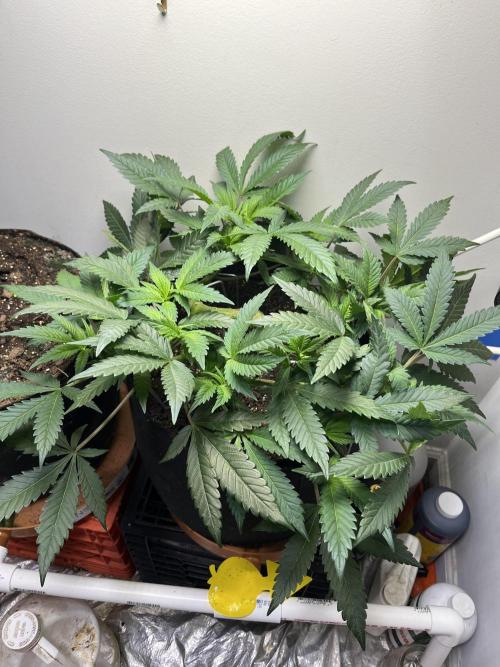 Doug’s Varin. Week 12