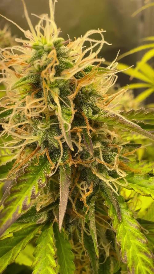 First two girls - Organic living soil