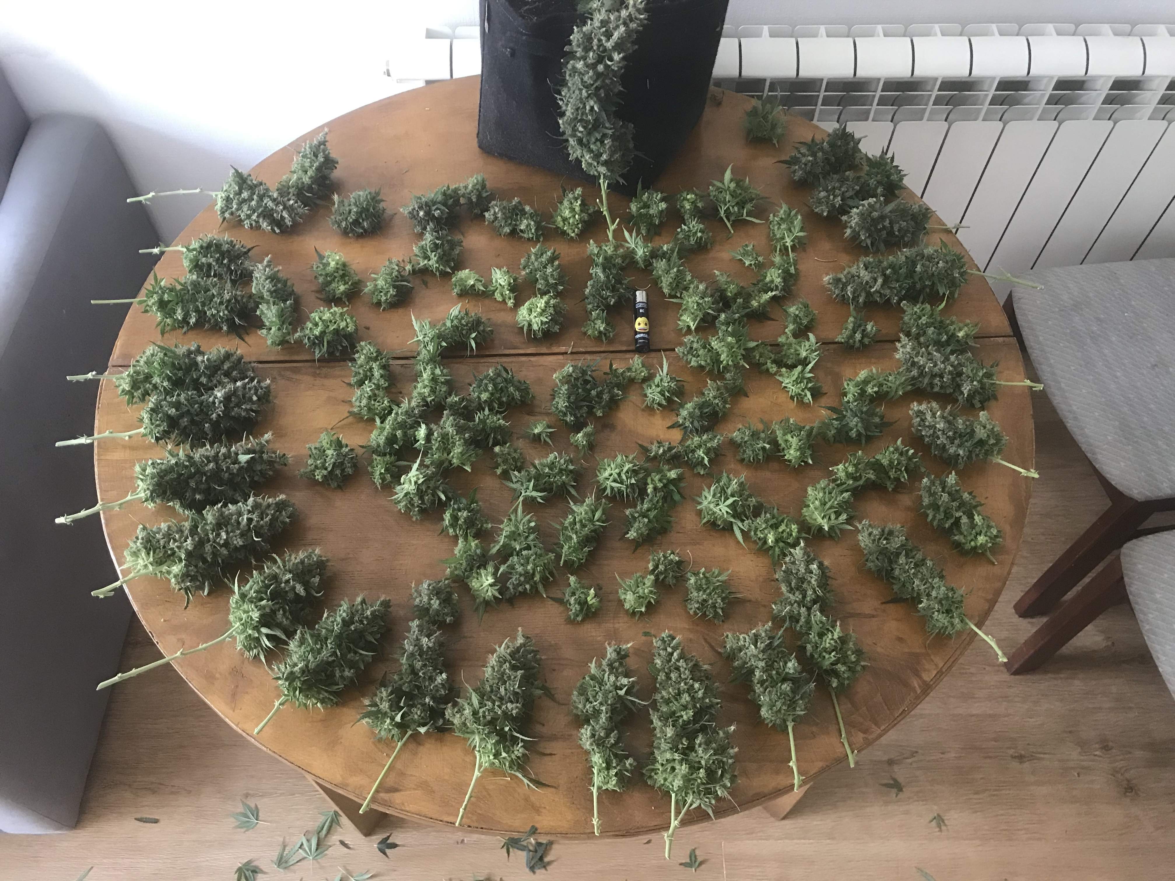 Fast Buds Jack Herer Auto grow diary (journal) harvest12 by balansa