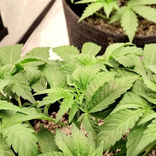 Lilac Diesel Rbx2 in soil.