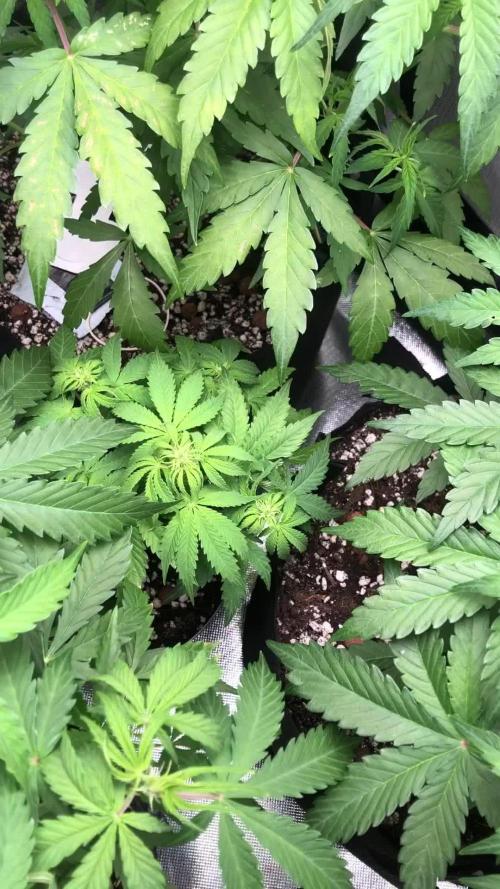 F1 Milkyway in 1L pot- Tester/Experiment