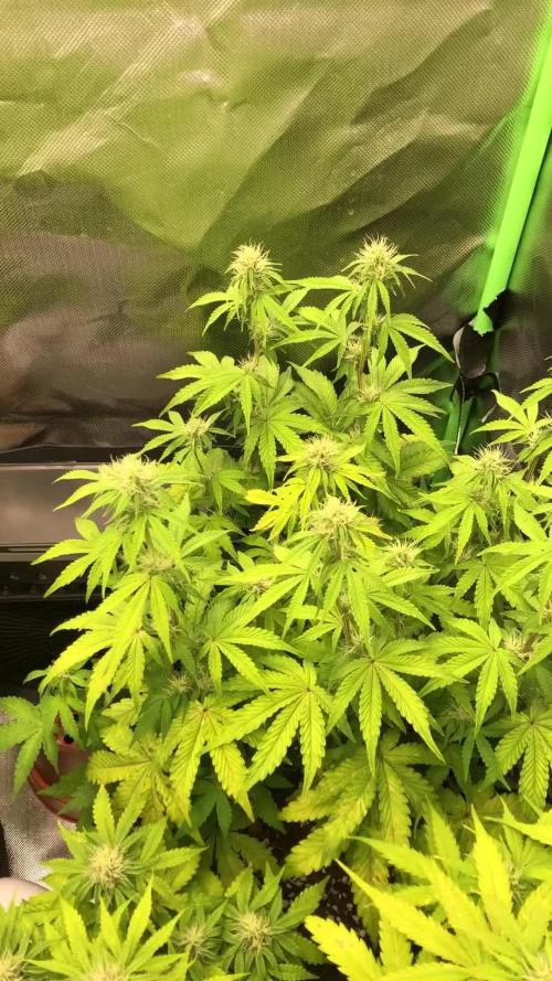 Fat Banana  - RQS - SF1000D times two!