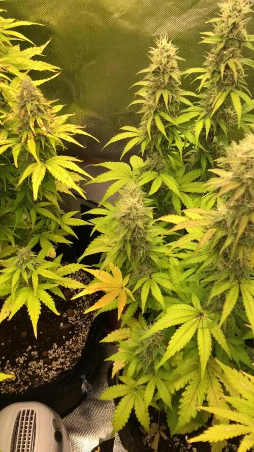 Fat Banana  - RQS - SF1000D times two!
