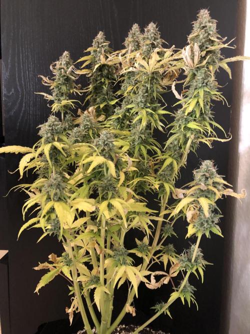 Fat Banana - 100W/200W.. Week 13 - The big