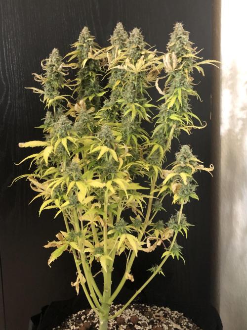 Fat Banana - 100W/200W.. Week 13