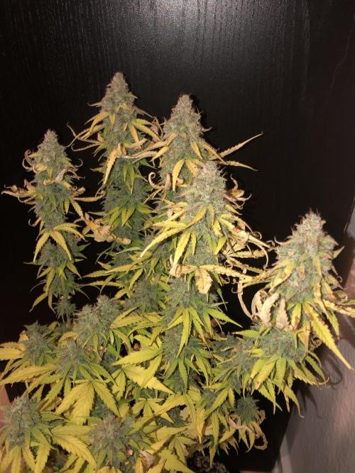 Fat Banana - 100W/200W.. Week 13 - Big