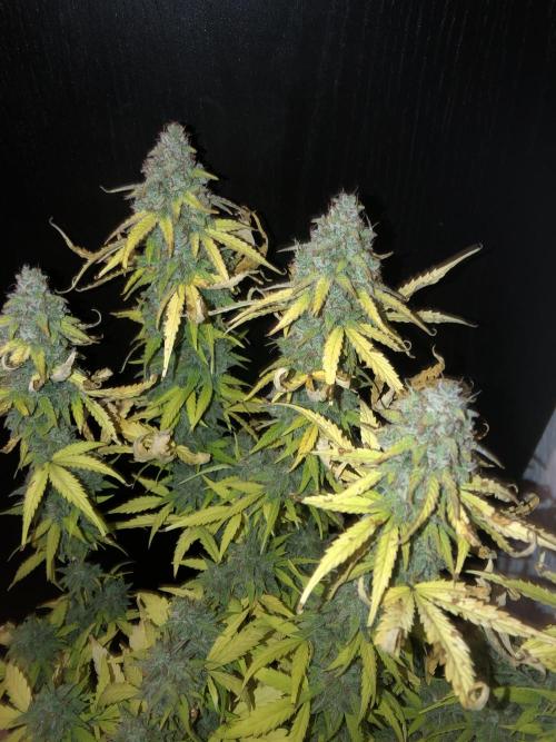 Fat Banana - 100W/200W.. Week 13 - Big