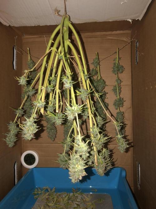 Fat Banana - 100W/200W.. Week 13 - Big hanging to dry 