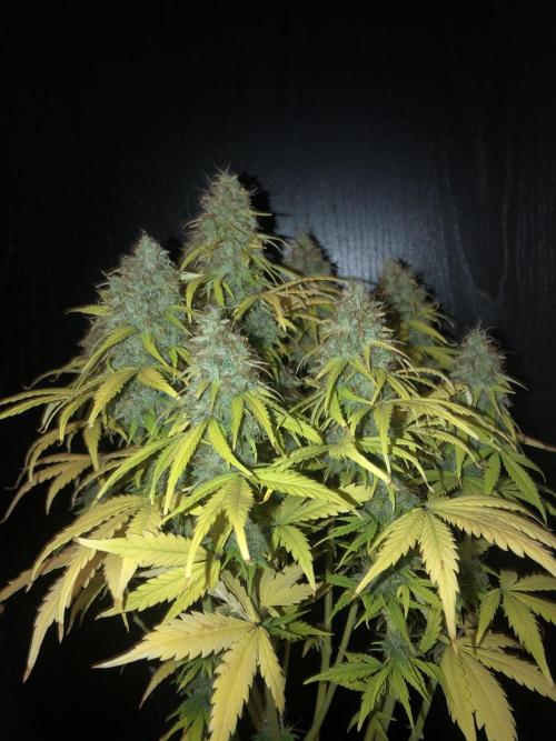 Fat Banana - 100W/200W.. Week 13 - Small