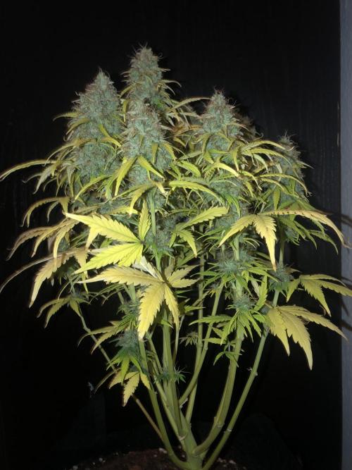 Fat Banana - 100W/200W.. Week 13 - Small