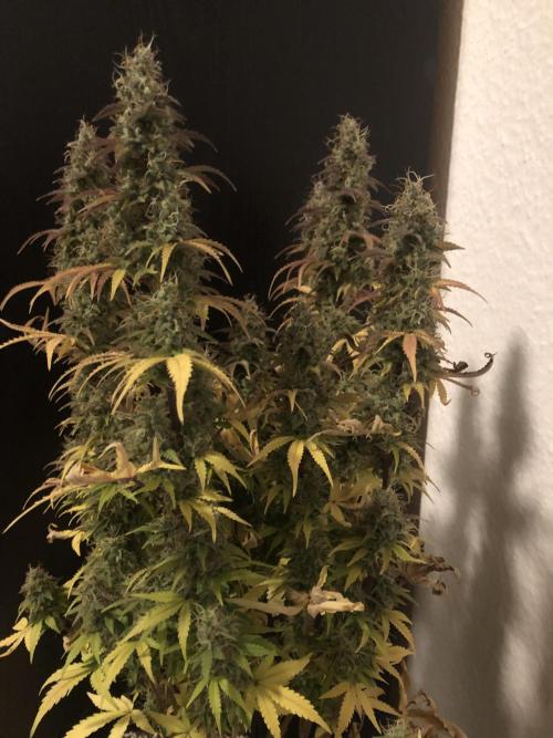 Fat Banana - 100W/200W.. Week 13 - Healthy